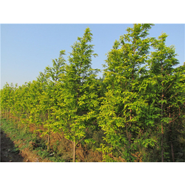 水杉苗木|金葉水杉苗木批發|億農苗木花卉(*商家)