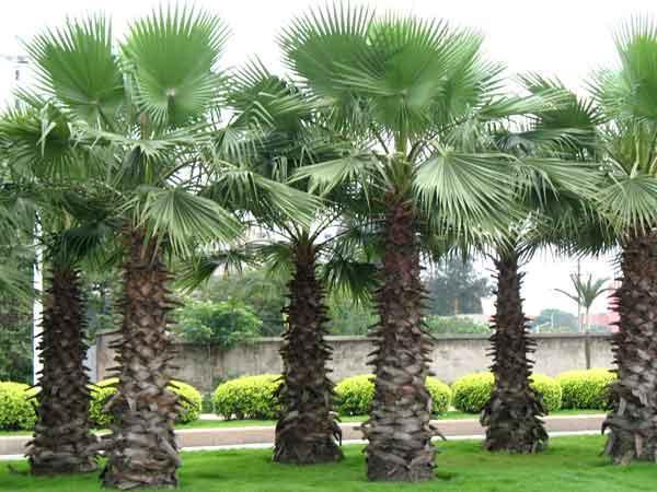 高桿蒲葵,綠化苗木,園林綠化工程適用,價(jià)格優(yōu)惠圖片_2