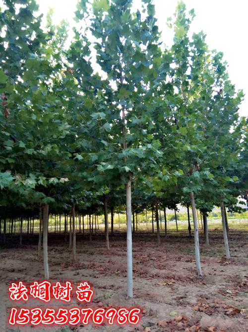 法國梧桐樹樹苗大樹庭院風景樹行道園林綠化苗木南方種植青桐法桐