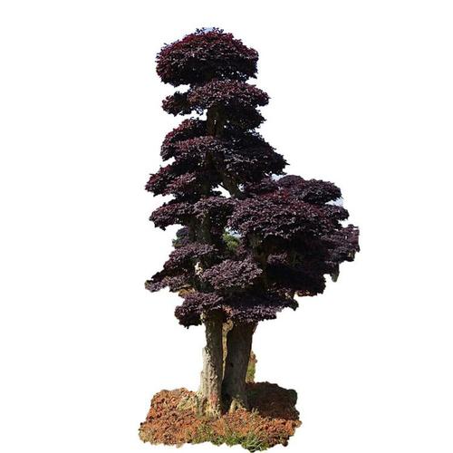 園林綠化苗木紅繼木