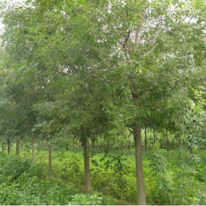 白蠟苗木種植 苗木盆景供應