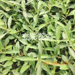 立彩 粉黛亂子草供應(yīng)商 虞美人批發(fā)商 山東馬鞭草, 立彩 粉黛亂子草供應(yīng)商 虞美人批發(fā)商 山東馬鞭草生產(chǎn)廠家