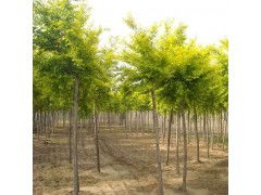 河北金葉榆廠家 河北金葉榆專業(yè)出售