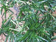 郴州市蘇仙區(qū)宏達草皮苗木基地公司簡介郴州市蘇仙區(qū)宏達草皮苗木基地