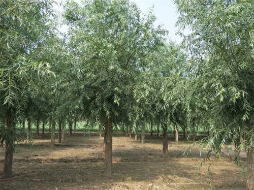 阿巴嘎6公分饅頭柳多少錢10公分饅頭柳國家供應(yīng)商 博野