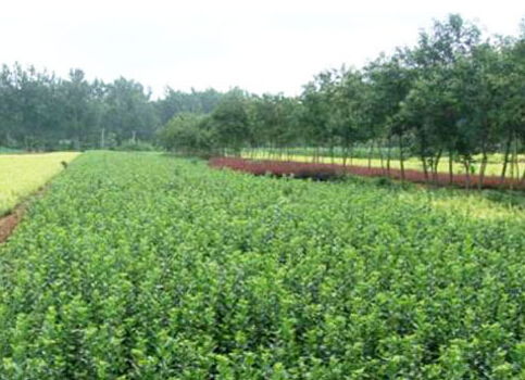 浙江地區(qū)適合種植果桑 苗木 竹子 山核桃 板栗嗎