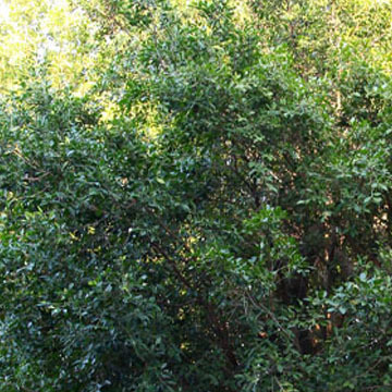 【福建供應大型榕樹景觀盆景 樹樁盆栽盆景 園林苗木 綠化苗木批發】價格,廠家,圖片,喬木,龍海市九湖南環花圃