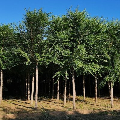 造型榆樹樁景 老樁榆樹造型樹樁 榆樹盆栽盆景 多種規格