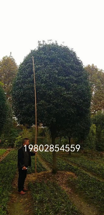 【桂花樹出售,苗木種植基地批發】- 