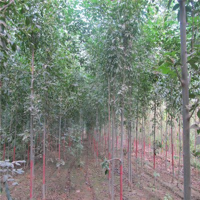 白蠟樹(shù)苗多少錢一棵