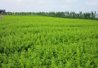 側(cè)柏基地種植基地 側(cè)柏基地基地