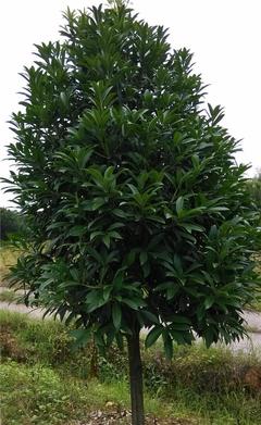 【【?？诿缙浴烤G化苗菱角三環 道路綠化苗木綠化苗木基地】價格_廠家_圖片