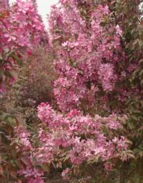 山東苗木網的功能及主推產品概況,山東苗木網的功能及主推產品概況生產廠家,山東苗木網的功能及主推產品概況價格