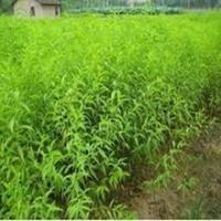 桃苗 桃樹實(shí)生苗 桃樹嫁接苗 占地大桃樹 桃苗價(jià)格[現(xiàn)貨供應(yīng)]_綠化苗木_世界工廠網(wǎng)中國(guó)產(chǎn)品信息庫(kù)