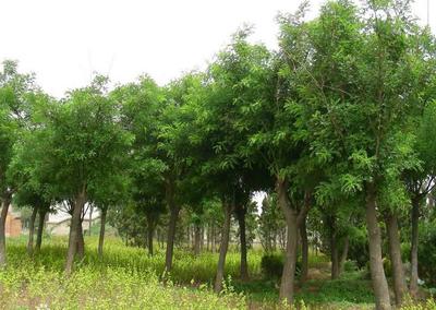 萊蕪國槐苗木/萊蕪國槐苗木基地圖片|萊蕪國槐苗木/萊蕪國槐苗木基地產品圖片由萊蕪市雪野國中苗木種植專業合作社公司生產提供-