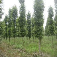 【小葉楨楠批發_哪家金絲楠木品種好圖片】小葉楨楠批發_哪家金絲楠木品種好