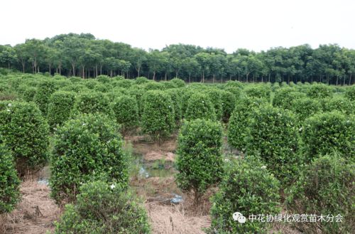 中花協(xié)綠化觀賞苗木分會(huì)赴嵊州進(jìn)行苗木產(chǎn)業(yè)調(diào)研