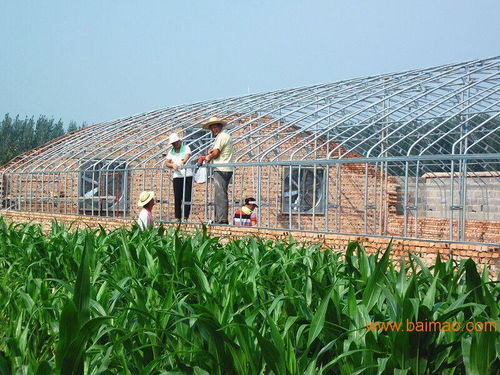 鄭州養(yǎng)殖大棚籌建廠家育苗大棚建造設(shè)計(jì)方案,鄭州養(yǎng)殖大棚籌建廠家育苗大棚建造設(shè)計(jì)方案生產(chǎn)廠家,鄭州養(yǎng)殖大棚籌建廠家育苗大棚建造設(shè)計(jì)方案價(jià)格