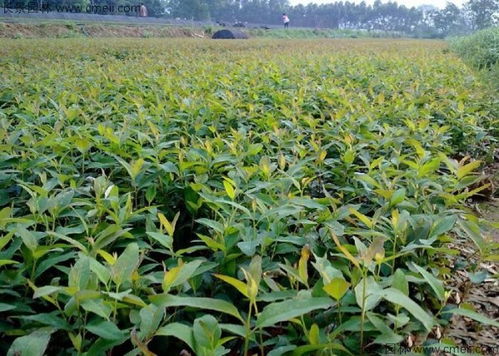 重慶哪里有賣(mài)桉樹(shù)種子的