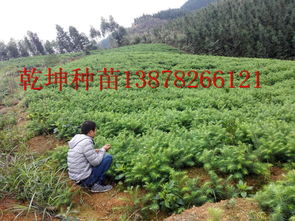 想要易種植的杉木小苗就來(lái)乾坤 場(chǎng) 廣西哪里有綠化苗木