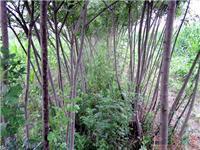 找山東郯城昌育銀杏苗圃的白臘苗木價(jià)格、圖片、詳情,上一比多_一比多產(chǎn)品庫(kù)