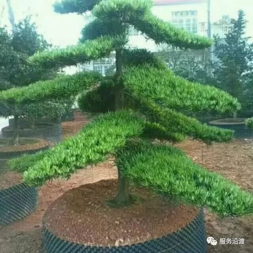 紅葉苗木基地出售精品樹(shù)苗 丹桂 羅漢松 紅葉石楠 紫薇花...量大價(jià)優(yōu)