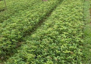 綠化苗木 廣西桂花小苗基地