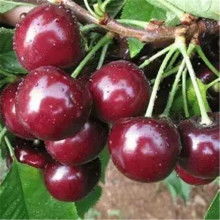 東方黑珍珠價(jià)格 東方黑珍珠公司 圖片 視頻