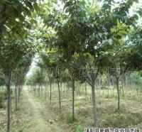 櫻花小苗,日本櫻花小苗,日本櫻花嫁接苗[供應(yīng)]_綠化苗木_世界工廠網(wǎng)中國產(chǎn)品信息庫