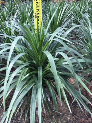 【綠化苗木龍血樹直銷、價(jià)格實(shí)惠】綠化苗木,價(jià)格,廠家,供應(yīng)商,花木,龍海市東泗興輝園藝場(chǎng) - 產(chǎn)品庫