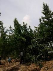 供應(yīng)大量出售銀杏苗木 銀杏苗木批發(fā)_農(nóng)副產(chǎn)品_世界工廠網(wǎng)中國(guó)產(chǎn)品信息庫(kù)