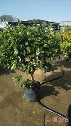 【球形含笑袋苗銷售、基地直銷、農(nóng)戶種植】綠化苗木,價(jià)格,廠家,供應(yīng)商,花木,龍海市東泗興輝園藝場(chǎng) - 產(chǎn)品庫(kù)