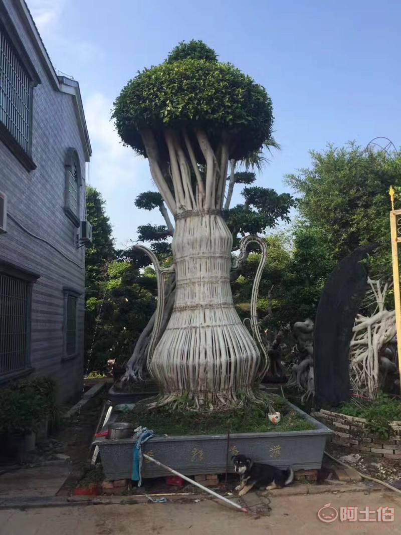 【造型小葉榕供應(yīng)、基地直轄、造型優(yōu)美】綠化苗木,價(jià)格,廠家,供應(yīng)商,花木,龍海市東泗興輝園藝場(chǎng) - 產(chǎn)品庫(kù)