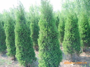 供應 等綠化苗木