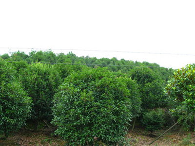 浙江寧波各類苗木-奉化市溪口鎮(zhèn)綠洲大地園藝場商鋪公司簡介