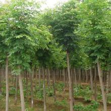 【刺槐樹】刺槐樹價格_刺槐樹批發(fā)_刺槐樹廠家_刺槐樹大全 -