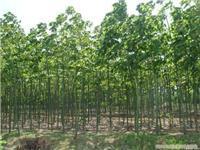 找上海苗木-上海苗木批發(fā)-上海苗木價格-上海苗木基地的上海紅葉李苗木供應(yīng)-上海紅葉李苗木供應(yīng)、上海紅葉李苗木供應(yīng)價格、上海紅葉李苗木供應(yīng)網(wǎng)價格、圖片、詳情,上一比多_一比多產(chǎn)品庫