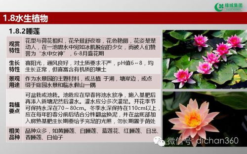 綠城集團(tuán)園林軟景苗木圖譜 全套