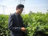 供應(yīng)北集坡苗木 北集坡果樹苗 北集坡綠化苗 北集坡果樹綠化苗_農(nóng)副產(chǎn)品_世界工廠網(wǎng)中國產(chǎn)品信息庫