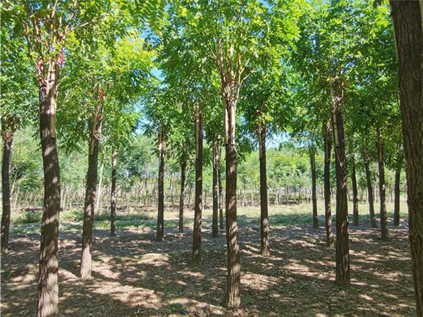 河北紅花刺槐保定紅花刺槐價格_苗木產品圖片_天天苗木網