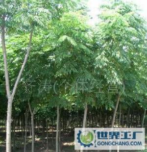 黃山欒,黃山欒樹苗,黃山欒苗木_農副產品_世界工廠網中國產品信息庫
