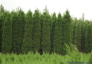 苗木產業發展的困難源點