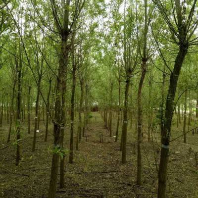 垂柳苗木_垂柳小苗價(jià)格