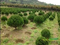 泰安市華興苗木公司