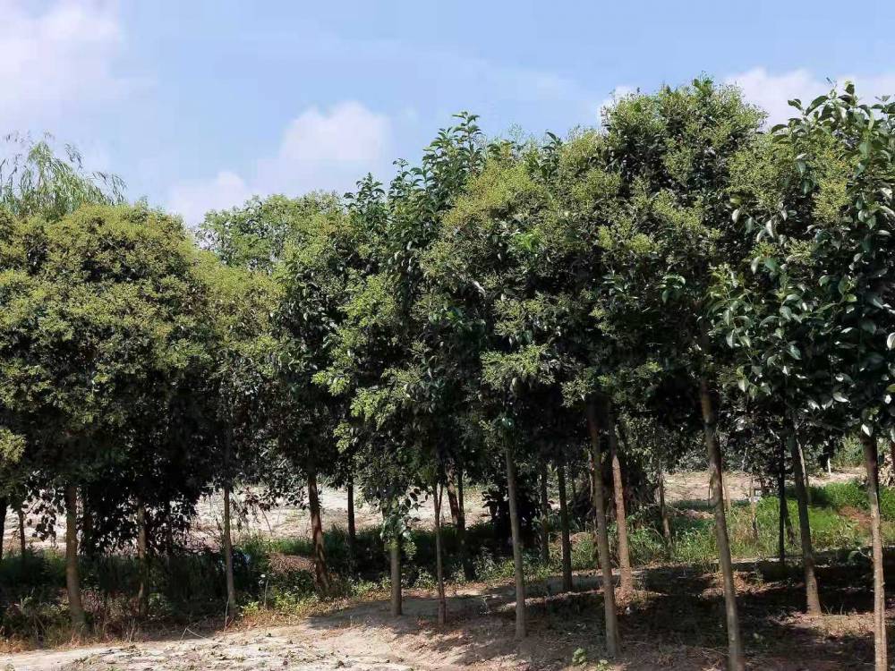 東臺(tái)7公分大葉女貞苗東臺(tái)新街7cm大葉女貞苗木價(jià)格