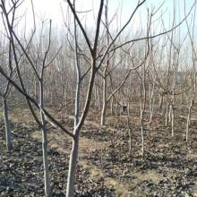 陜西棋緣核桃食品廠