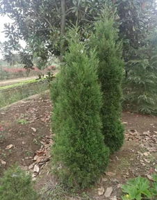 恭喜南京博樂(lè)園林場(chǎng)入駐苗木通平臺(tái) 致力于優(yōu)質(zhì)綠化苗木