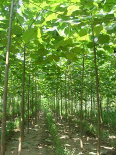 泰安苗木樹型及葉形優美_農副產品_世界工廠網