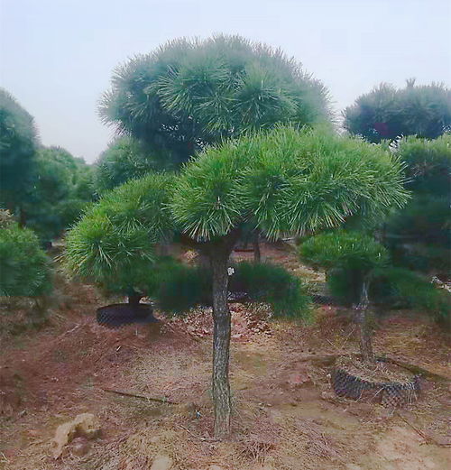 沭陽蘇沙花卉 種苗不做 減法 ,做什么