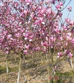 紫玉蘭,紫玉蘭價格,紫玉蘭圖片,江蘇紫玉蘭